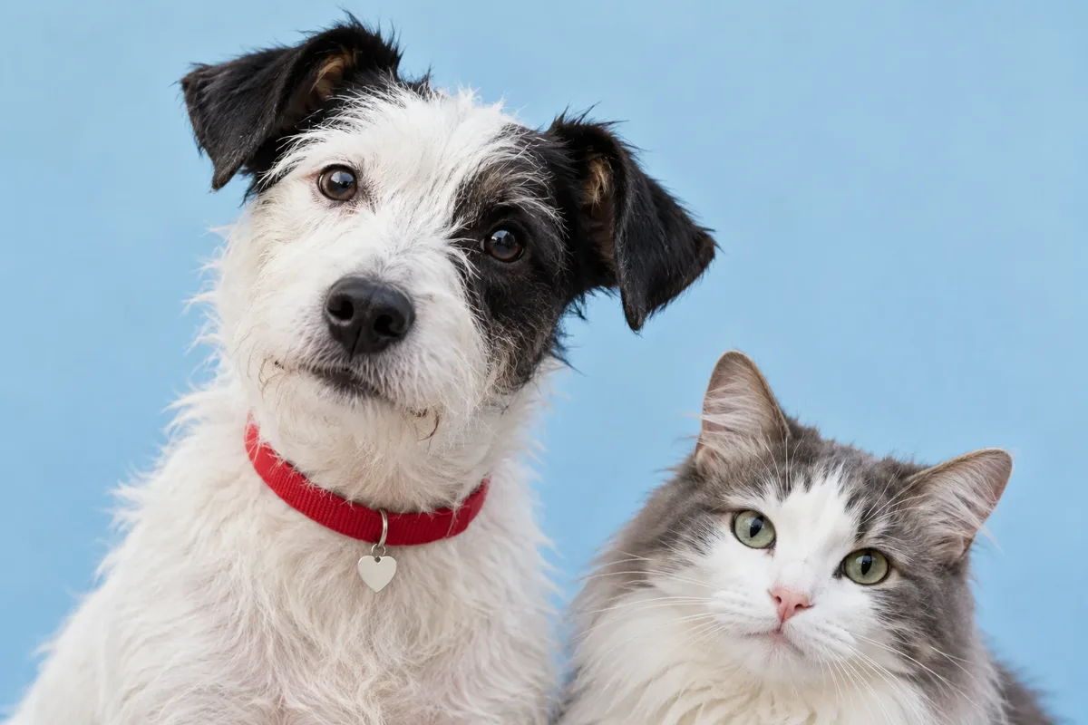 A curious scruffy terrier and a fluffy cat looking at the camera against a soft blue backdrop